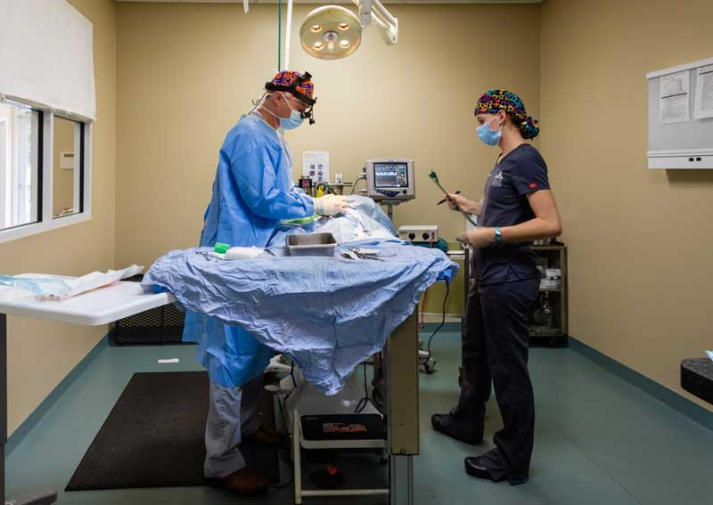 Carousel Slide 5: Veterinary surgery for dogs and cats