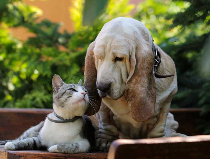 Dog & Cat Wellness